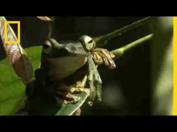 Video: These Animals Will Be Angry If You Don’t Watch